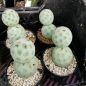 Preview: Tephrocactus geometricus