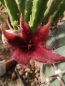 Preview: Stapelia hirsuta