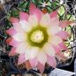 Preview: Pyrrhocactus taltalensis