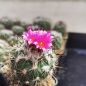 Preview: Turbinicarpus viereckii L1159