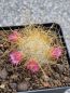 Preview: Mammillaria rekoi subs. leptacantha