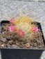 Preview: Mammillaria rekoi subs. leptacantha