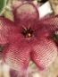 Preview: Stapelia hirsuta