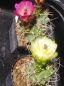 Preview: Echinocereus mojavensis