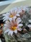 Preview: Mammillaria aureilanata