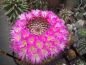 Preview: Mammillaria rubrograndis