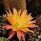 Preview: Trichocereus super APRIKOT