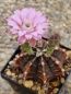 Preview: Gymnocalycium damsii var. tucavocense