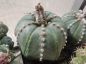 Preview: Astrophytum asterias var. nudum