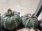 Preview: Astrophytum asterias var. nudum