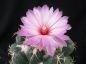 Preview: Coryphantha elephantidens