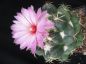 Preview: Coryphantha elephantidens