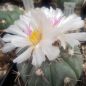 Preview: Echinocactus horizontalonius KM71