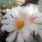 Preview: Echinocactus horizontalonius KM71