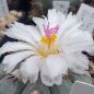 Preview: Echinocactus horizontalonius KM71