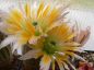 Preview: Echinocereus dasyacanthus BIG BEND