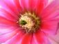 Preview: Echinocereus dasyacanthus (Lajitas)