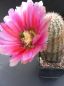 Preview: Echinocereus dasyacanthus (Lajitas)