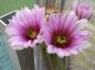 Preview: Echinocereus engelmannii Mable Canion