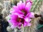 Preview: Echinocereus engelmannii Mable Canion