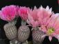 Preview: Echinocereus pectinatus - Ignacio