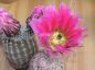 Preview: Echinocereus pectinatus - Ignacio