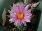 Preview: Echinocereus pulchellus var. acanthosetus