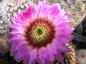 Preview: Echinocereus reichenbachii var. bayleyi