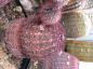 Preview: Echinocereus rigidissimus v. rubrispinus L088