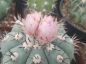 Preview: Echinocactus horizonthalonius, Huizache