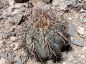 Preview: Echinocactus horizonthalonius var. nicolli, Silverbell Mountains, Arizona