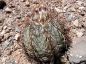 Preview: Echinocactus horizonthalonius var. nicolli, Silverbell Mountains, Arizona