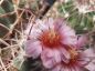 Preview: Echinocactus texensis JO 493