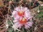 Preview: Echinocactus texensis JO 493