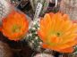 Preview: Echinocereus x lloydii