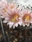 Preview: Mammillaria pectinifera