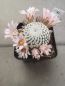 Preview: Mammillaria pectinifera