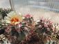 Preview: Echinocactus parryi