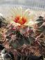 Preview: Echinocactus parryi