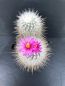 Preview: Thelocactus macdowellii