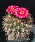 Preview: Gymnocalycium tillianum