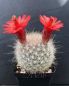 Preview: Mammillaria senilis