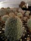 Preview: Mammillaria grahamii