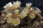 Preview: Mammillaria rischeri - L1063