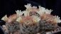 Preview: Mammillaria rischeri - L1063