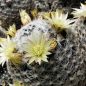 Preview: Mammillaria duwei