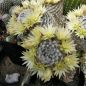 Preview: Mammillaria duwei