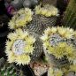 Preview: Mammillaria duwei