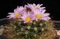 Preview: Mammillaria tepexicensis FO-177