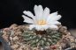 Preview: Ariocarpus kotschoubeyanus